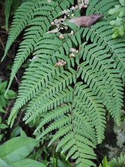 Dryopteris bissetiana