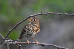 Turdus philomelos