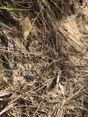 Acantholipes juba