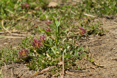 Trifolium wormskioldii