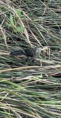 Quiscalus mexicanus