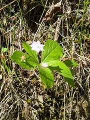 Lysimachia latifolia