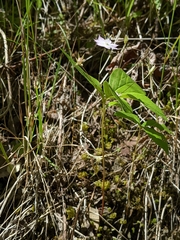 Lysimachia latifolia