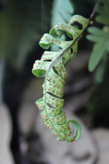 Pleopeltis polypodioides