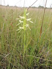 Centrostigma clavatum