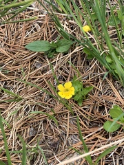 Erythranthe primuloides
