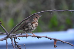 Turdus philomelos