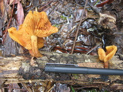 Gymnopilus lepidotus