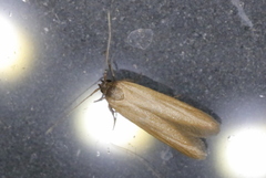Holcocera immaculella