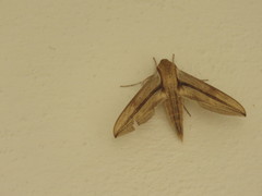 Xylophanes turbata