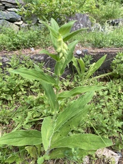 Digitalis grandiflora