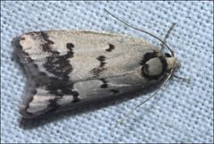 Compsotropha selenias