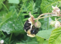 Bombus flavidus