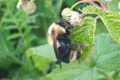 Bombus flavidus