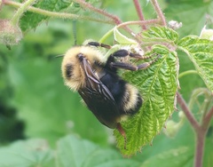 Bombus flavidus