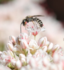 Halictus tripartitus