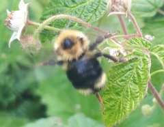 Bombus flavidus