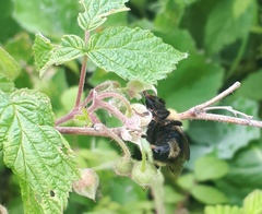 Bombus flavidus