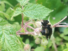 Bombus flavidus