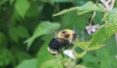 Bombus flavidus