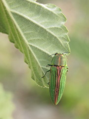 Agaeocera gigas