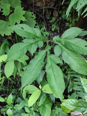 Amorphophallus kiusianus
