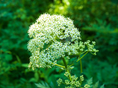 Ligusticum porteri