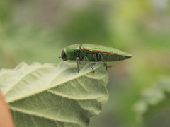 Agaeocera gigas