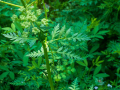 Ligusticum porteri