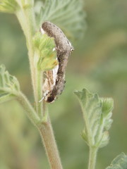 Euscirrhopterus poeyi
