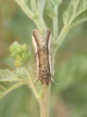 Euscirrhopterus poeyi