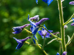 Delphinium barbeyi