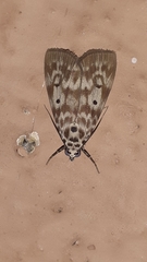 Sommeria marchalii