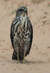 Accipiter tachiro
