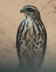 Accipiter tachiro