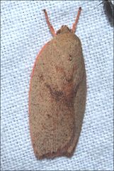 Euchaetis