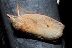 Euchaetis