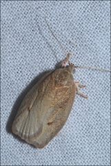 Euchaetis