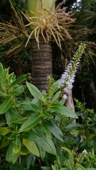 Veronica flavida