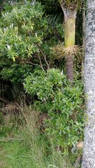 Veronica flavida