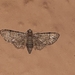 Eupithecia