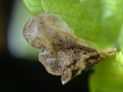 Trachys scrobiculatus