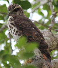 Accipiter tachiro