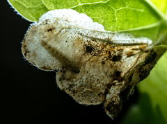 Trachys scrobiculatus