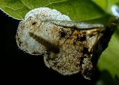 Trachys scrobiculatus