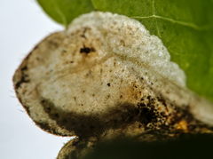 Trachys scrobiculatus