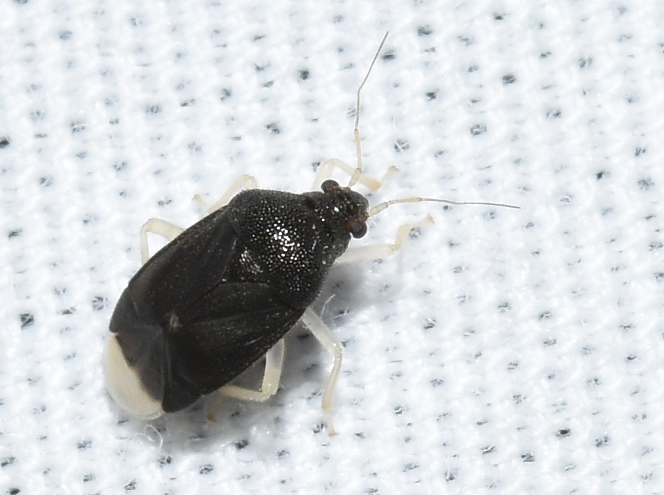 Sixeonotus