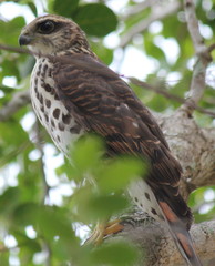 Accipiter tachiro
