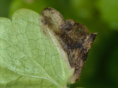 Trachys scrobiculatus