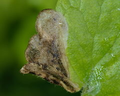 Trachys scrobiculatus